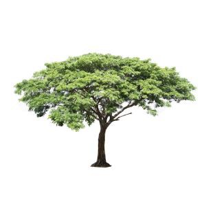 कृत्रिम Locust ट्री