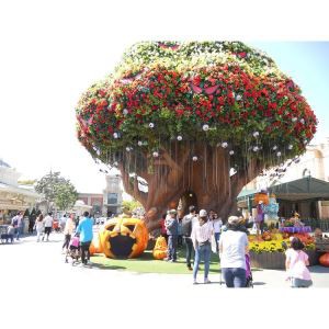Everland थीम पार्क में विशालकाय पेड़